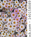 Pink and white marguerite flowers fill the entire screen. 140158089