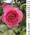 A close-up of a large, beautifully blooming pink rose in the early summer light. 140158172