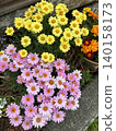 A background image featuring yellow and pink marguerites, adding a colorful touch to a garden in early summer. 140158173