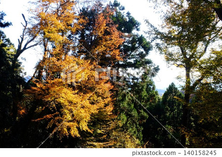 [Kanagawa Prefecture] Hornbeam trees with autumn leaves 140158245