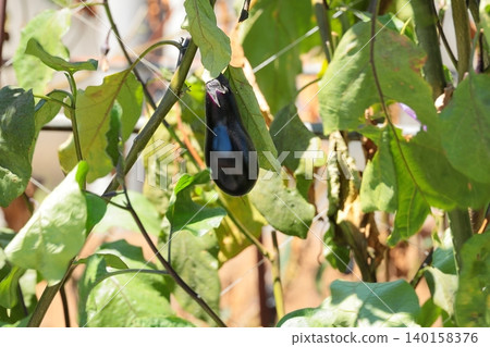 Eggplant Eggplant 140158376