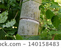 Moso bamboo in the valley of Yugawara Manyo Park 140158483