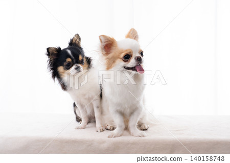 Two friendly long-haired Chihuahuas gaze at the camera against a white background. Two friendly long-haired Chihuahuas gaze at the camera against a white background. 140158748