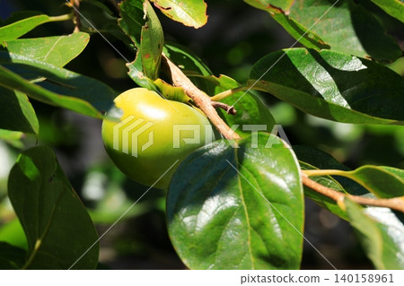Persimmon nuts 140158961