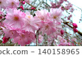 Cherry blossoms in full bloom that herald the arrival of spring 140158965