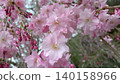Cherry blossoms in full bloom that herald the arrival of spring 140158966