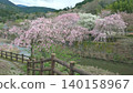 Scenery with cherry blossoms 140158967