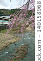 Weeping cherry trees overlooking the stream 140158968