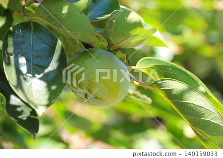 Persimmon nuts Persimmon nuts 140159033