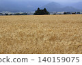 Golden wheat fields and a small forest 140159075