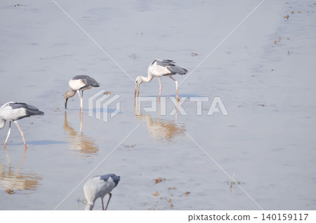 Anastomus oscitans, Asian openbill or Asian Openbill stork or Ciconia boyciana or Oriental stork or bird Anastomus oscitans, Asian openbill or Asian Openbill stork or Ciconia boyciana or Oriental stork or bird 140159117