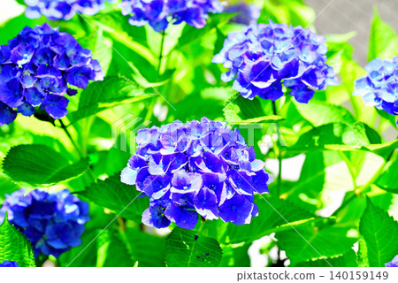 Hydrangea after the rain Hydrangea after the rain 140159149