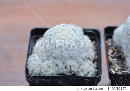 mammillaria ,mammillaria plumosa or cactus plant mammillaria ,mammillaria plumosa or cactus plant 140159171