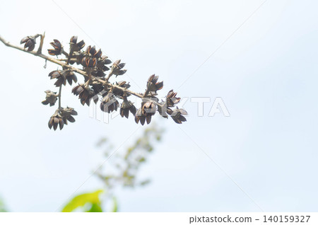 lagerstroemia speciosa with fruit on the tree  or Queens flower 140159327