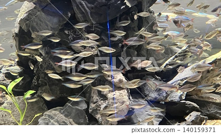 魚在水族館裡游泳 魚在水族館裡游泳 140159371