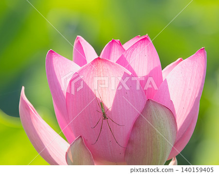 Pink lotus flower Pink lotus flower 140159405