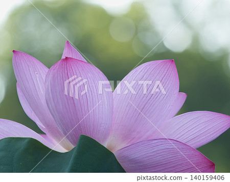 Lotus flower transparent to light Lotus flower transparent to light 140159406