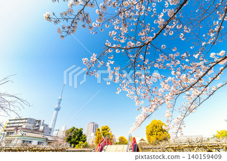東京龜戶天神神社與櫻花 140159409