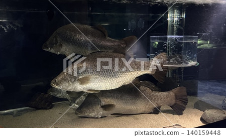 魚在水族館裡游泳 魚在水族館裡游泳 140159448