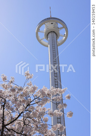 春天的瀨戶大橋紀念公園：櫻花盛開，旋轉觀景塔「瀨戶大橋塔」巍然聳立。 140159453