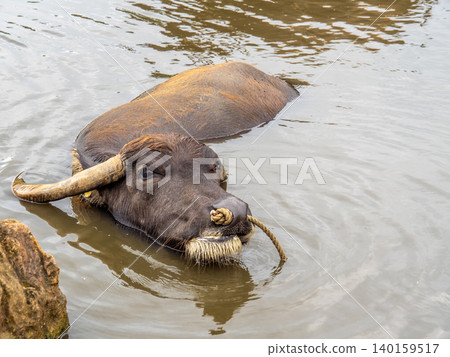 Water buffalo of Yubu Island (Iriomote Island, Okinawa Prefecture) Water buffalo of Yubu Island (Iriomote Island, Okinawa Prefecture) 140159517