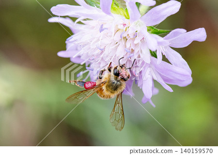 A honeybee works diligently with pink pollen balls attached to its legs. 140159570