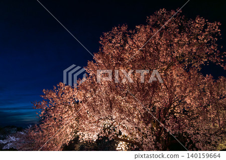 夜幕降臨，櫻花在長野縣小諸市小諸城主堡遺址的城堡塔基上綻放，燈光照亮了它們。 140159664