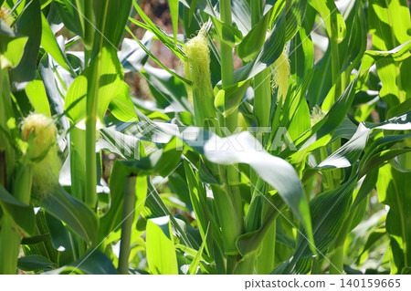 Corn field 140159665
