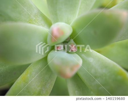 多汁植物 多汁植物 140159680
