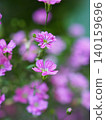 石竹花 140159696