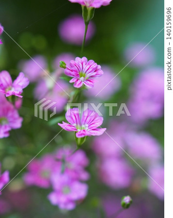 Dianthus superbus flowers Dianthus superbus flowers 140159696