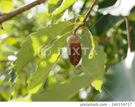 Acorn Acorn 140159717