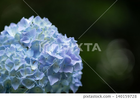 柔和的散景和淡藍色的繡球花 柔和的散景和淡藍色的繡球花 140159728
