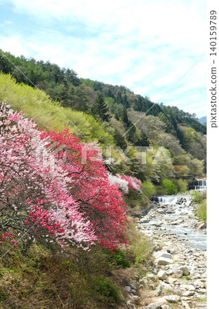 山谷間盛開著五彩繽紛的桃花。 山谷間盛開著五彩繽紛的桃花。 140159789