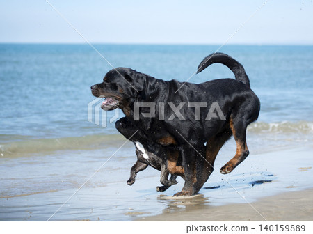 rottweiler and french bulldog on the beach 140159889