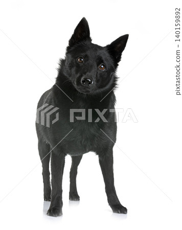 young Schipperke in studio 140159892