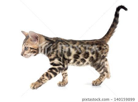 bengal kitten in studio bengal kitten in studio 140159899