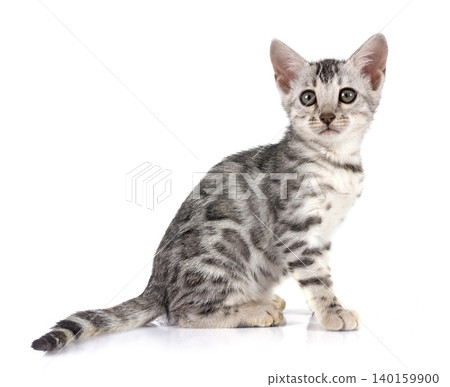 bengal kitten in studio 140159900