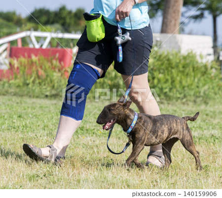 training of bull terrier training of bull terrier 140159906