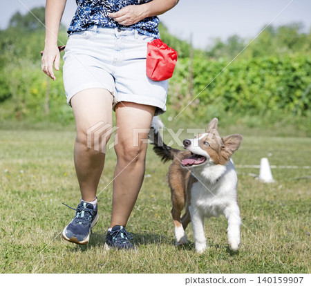 obedience training for puppy border collie obedience training for puppy border collie 140159907