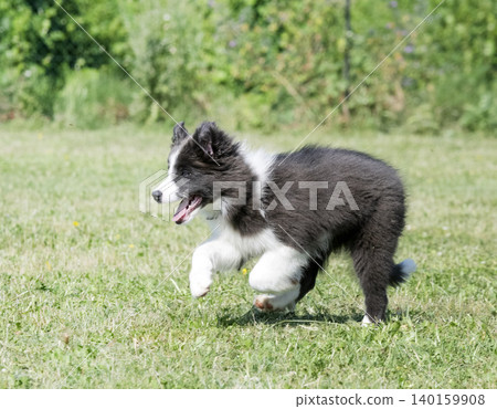obedience training for puppy border collie obedience training for puppy border collie 140159908