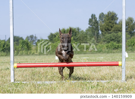 training of bull terrier training of bull terrier 140159909