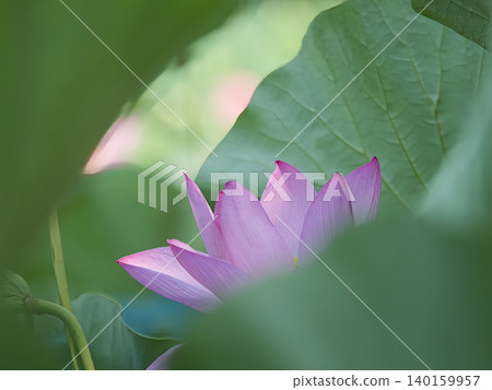 風景與蓮花 風景與蓮花 140159957