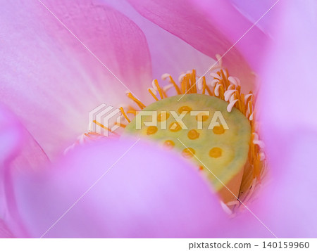 Lotus petals and stamens 140159960