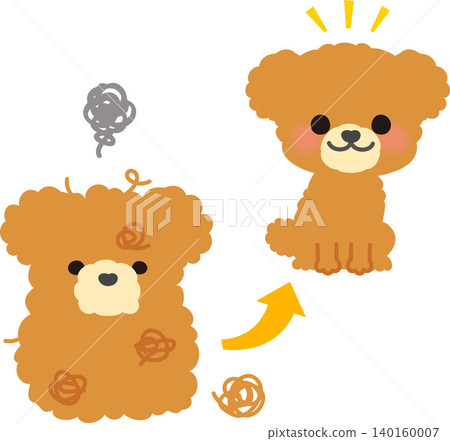一隻毛髮過長的貴賓犬,毛髮已經修剪過了。 一隻毛髮過長的貴賓犬,毛髮已經修剪過了。 140160007