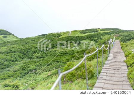 A pure forest of Japanese yew trees, a natural monument, and a gently sloping wooden boardwalk near the eighth station of Mt. Daisen (Daisen Town, Tottori Prefecture). A pure forest of Japanese yew trees, a natural monument, and a gently sloping wooden boardwalk near the eighth station of Mt. Daisen (Daisen Town, Tottori Prefecture). 140160064