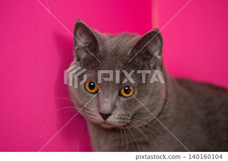 A gray Chartreux cat with a pink background and orange eyes. A gray Chartreux cat with a pink background and orange eyes. 140160104