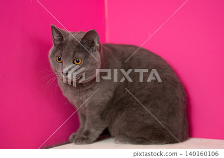 A gray Chartreux cat sits in front of a vivid pink wall. A gray Chartreux cat sits in front of a vivid pink wall. 140160106