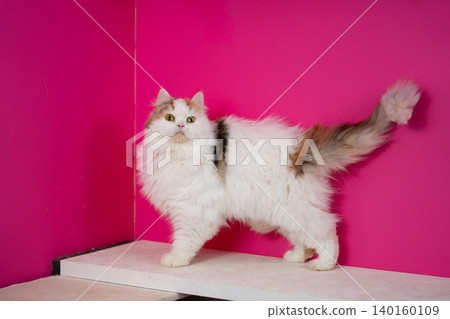 A white Scottish Fold cat stands out against a pink background. A white Scottish Fold cat stands out against a pink background. 140160109
