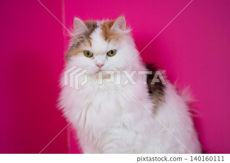 A close-up of a fluffy, long-haired Scottish Fold looking at the camera. A close-up of a fluffy, long-haired Scottish Fold looking at the camera. 140160111